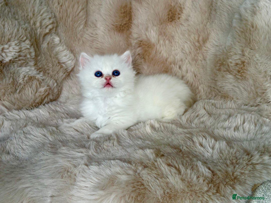 Persian cats for sale: 🐾 Beautiful Himalayan Persian Kittens 🐾 - Image 3