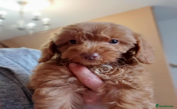 Cavapoo dogs - Advert 1
