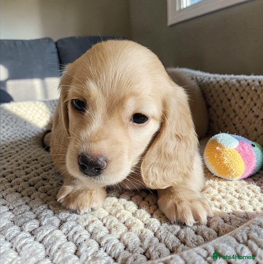 Miniature Dachshund dogs  🔥 🔥 Stunning long haired  dachshund 🔥 🔥  - Advert 12