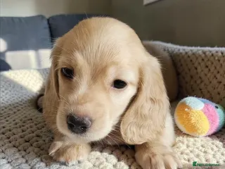 Miniature Dachshund dogs 🔥 🔥 Stunning long haired dachshund 🔥 🔥 - Advert 12