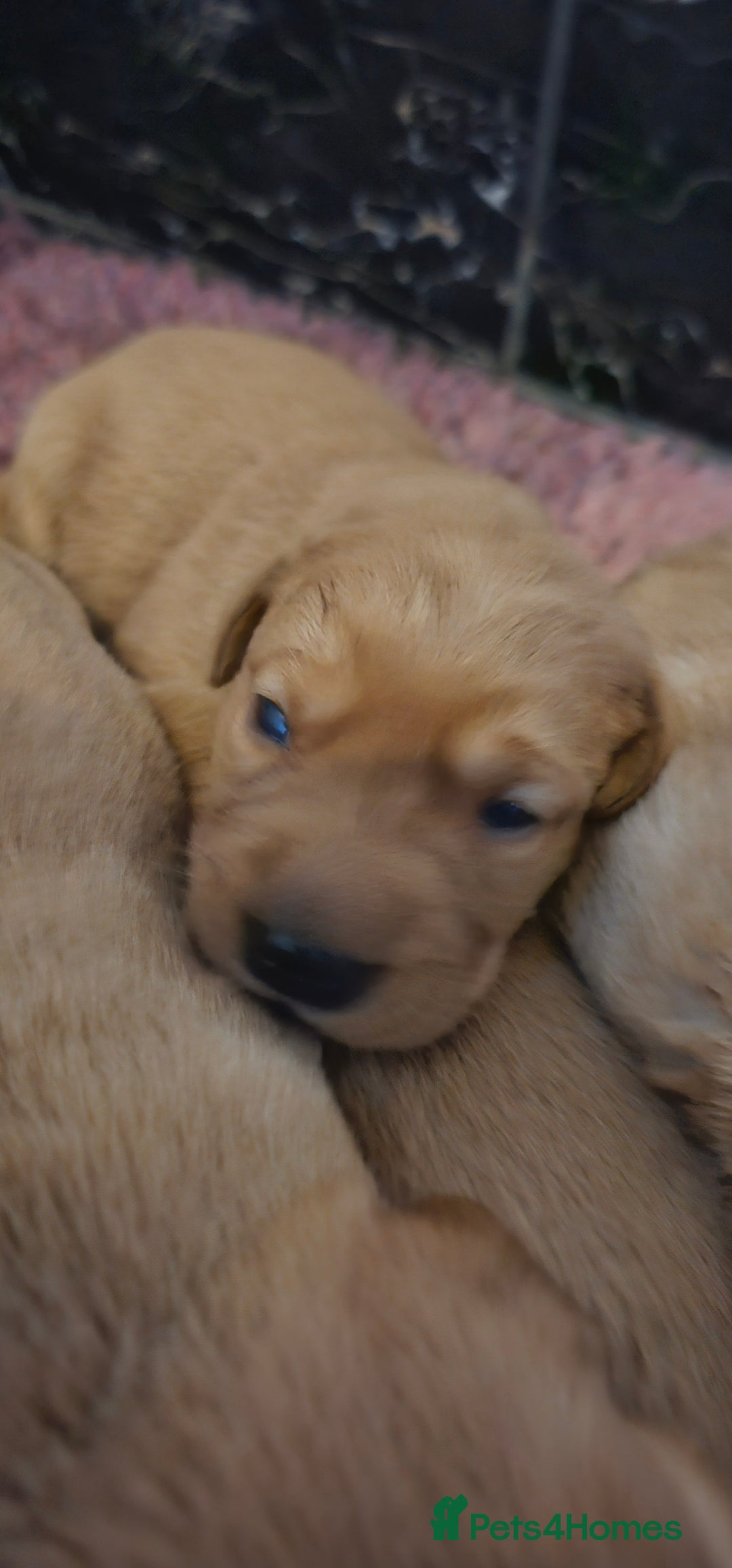 Labrador Retriever dogs for sale: 6 STUNNING KC REG FOX RED LABRADORS  - Advert 19