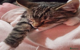 Mixed Breed cats for sale: 2 Beautiful Boys in need of their forever homes  - Image 4