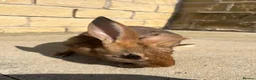 Belgian Hares rabbits for sale: BUCK & DOE - BELGIAN HARES  - Advert 6