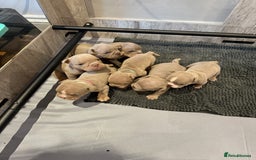 English Bulldog dogs for sale: For sale: 7 English Bulldog Puppies - Image 1