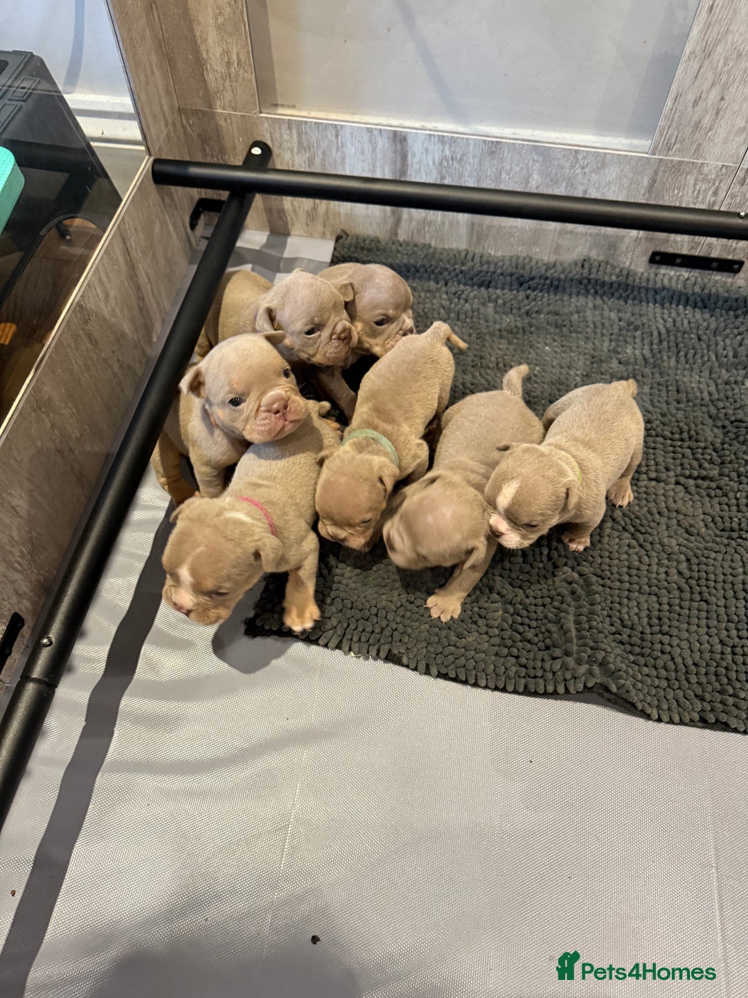 English Bulldog dogs for sale: For sale: 7 English Bulldog Puppies - Image 1