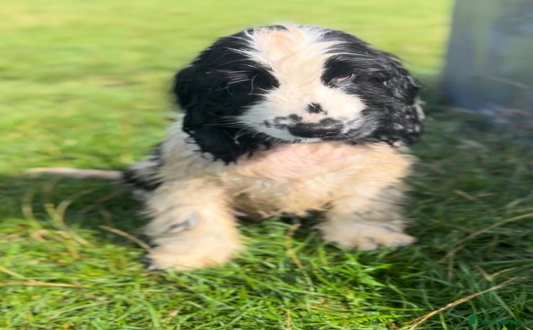 Cocker Spaniel dogs in Birmingham - Advert 4