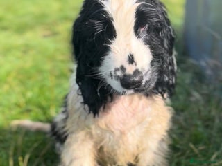 Cocker Spaniel dogs in Birmingham - Advert 11