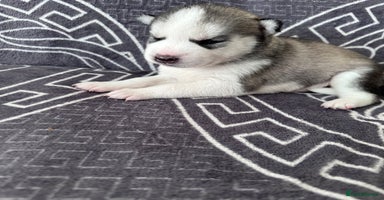 Siberian Husky dogs - Advert 16