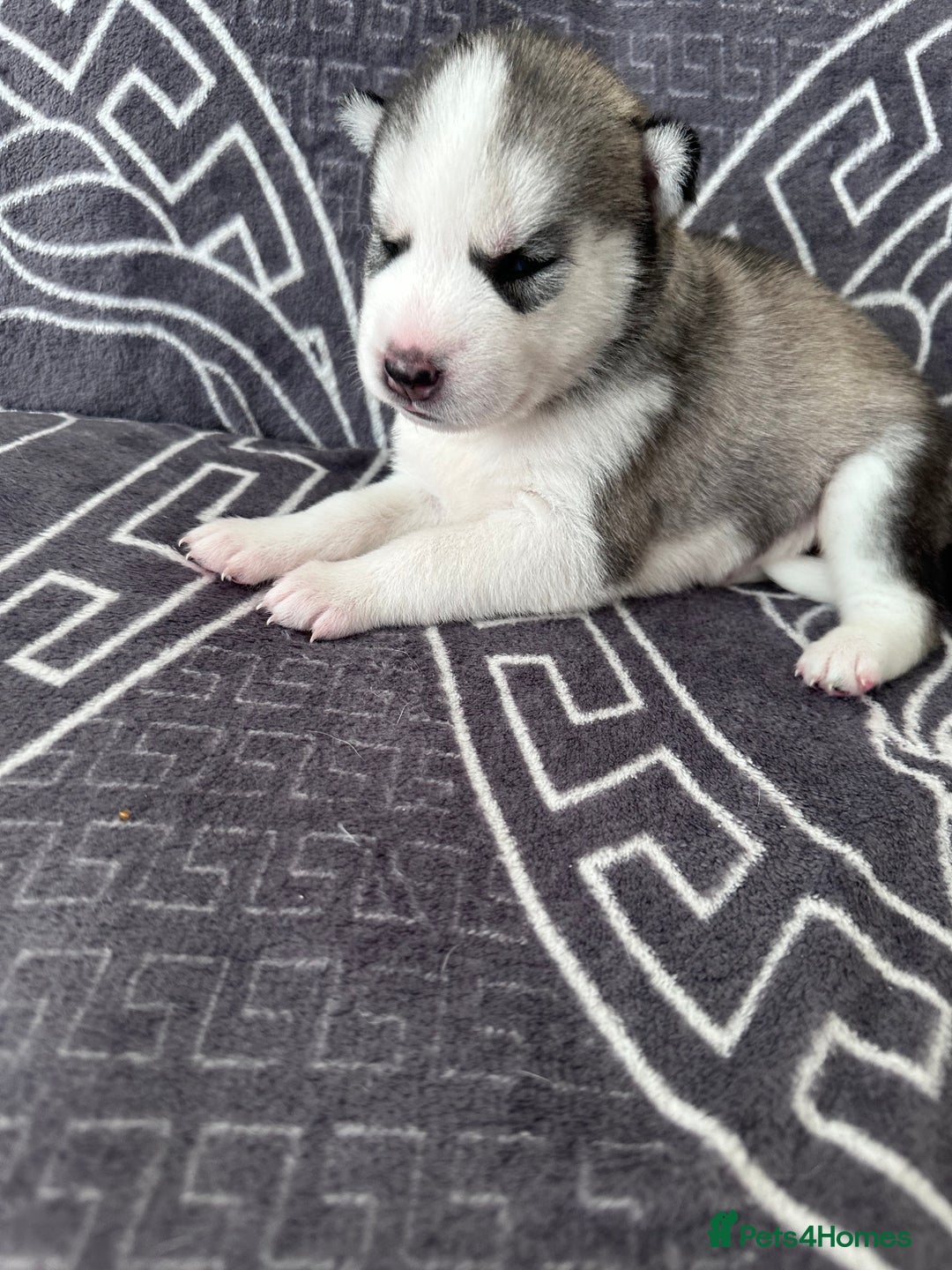 Siberian Husky dogs for sale: full-breed Siberian Husky Puppies  - Image 3