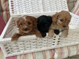 Cavachon dogs Outstanding Cavapoochon Puppies - Advert 6