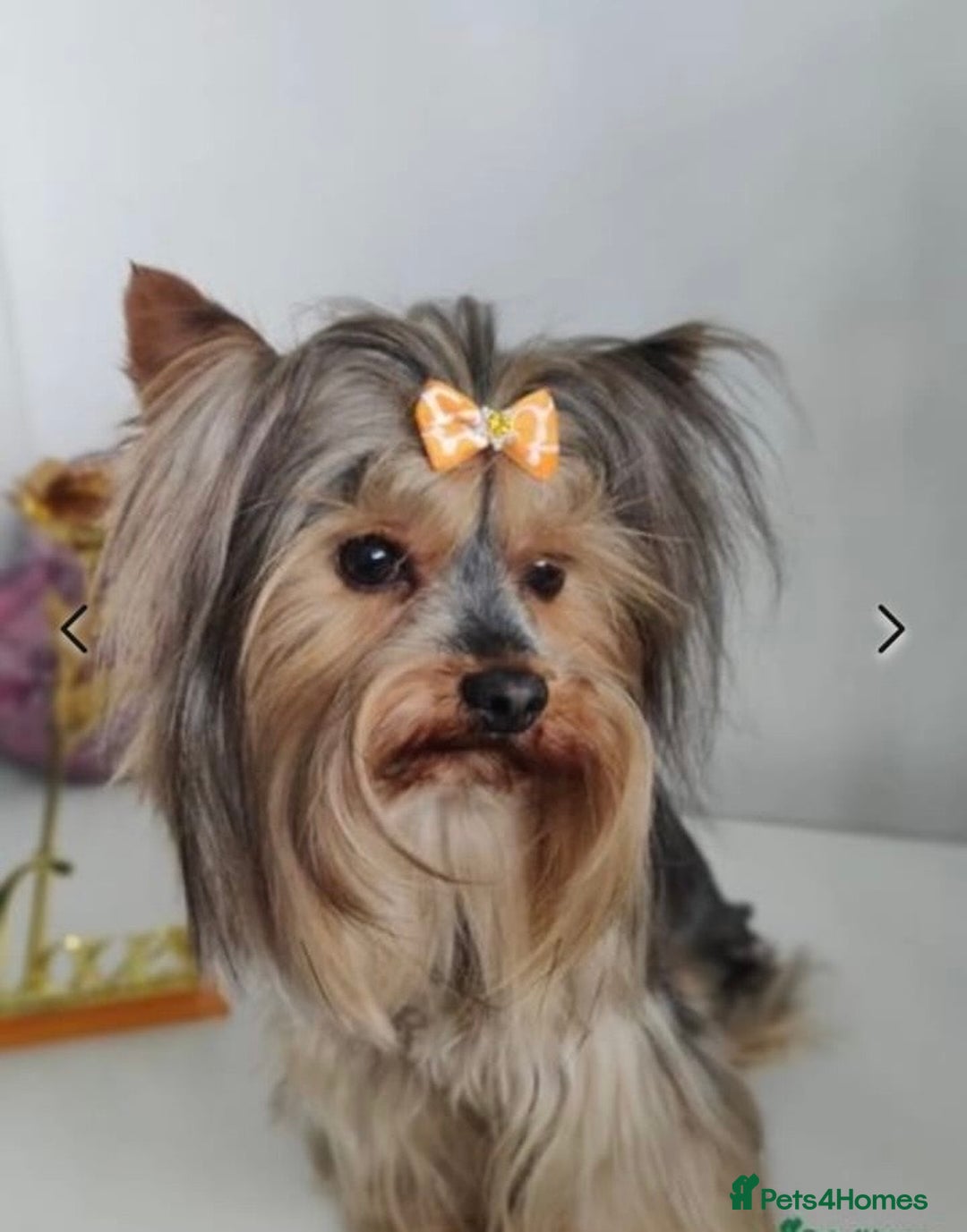Yorkshire Terrier dogs for sale: SOLD beautiful litter mini Yorkshire terrier pups - Advert 3