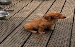 Golden Retriever dogs for sale: Dark fox red KC golden retriever puppies - Image 18