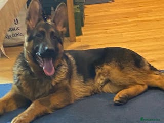 German Shepherd dogs Outstanding Vomkonstanz German Shepherd Litter - Advert 15