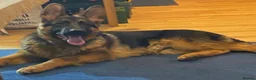German Shepherd dogs for sale: Outstanding Vomkonstanz German Shepherd Litter  - Advert 3