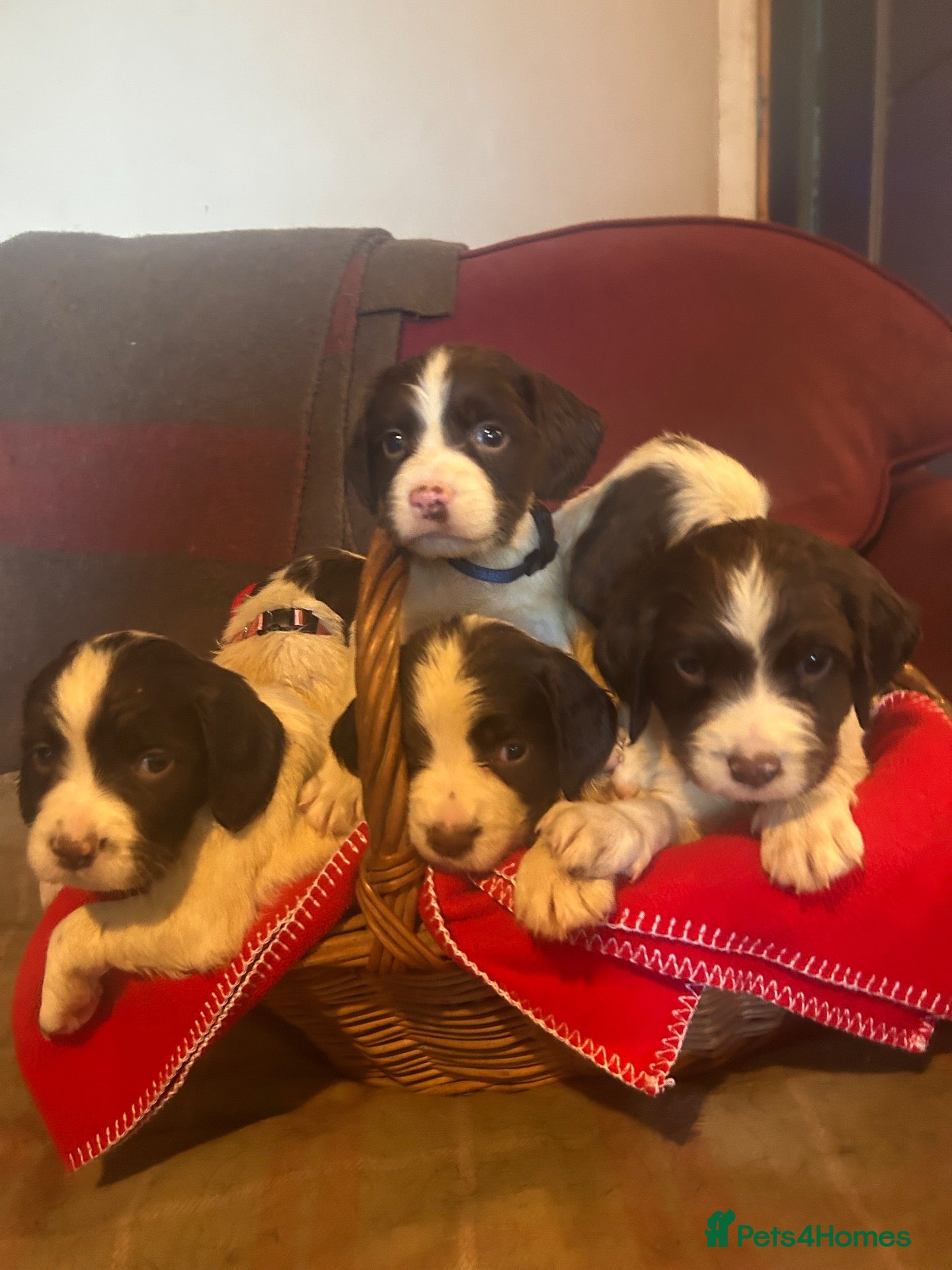 English Springer Spaniel dogs English springer spaniel puppies  - Advert 2