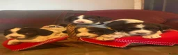 English Springer Spaniel dogs for sale: English springer spaniel puppies  in Steyning - Advert 2