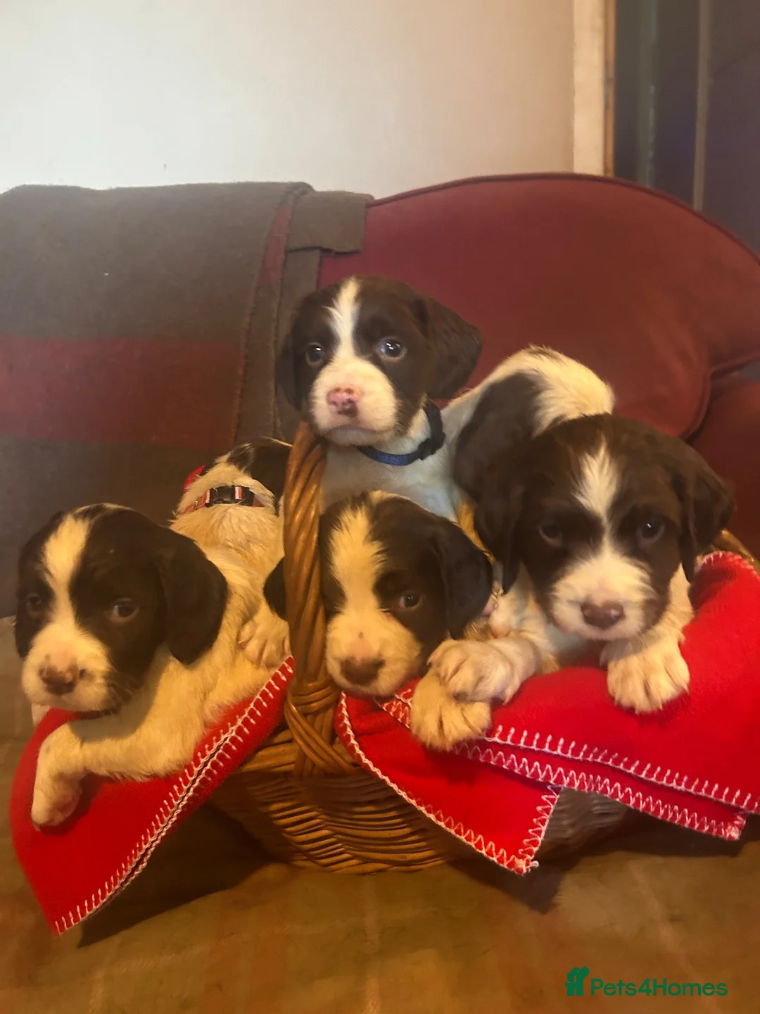 English Springer Spaniel dogs for sale: English springer spaniel puppies  in Steyning - Advert 2