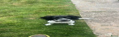 English Springer Spaniel 1