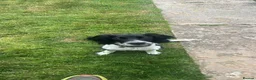 English Springer Spaniel dogs for sale: English Springer Spaniel  in Llanidloes - Advert 2