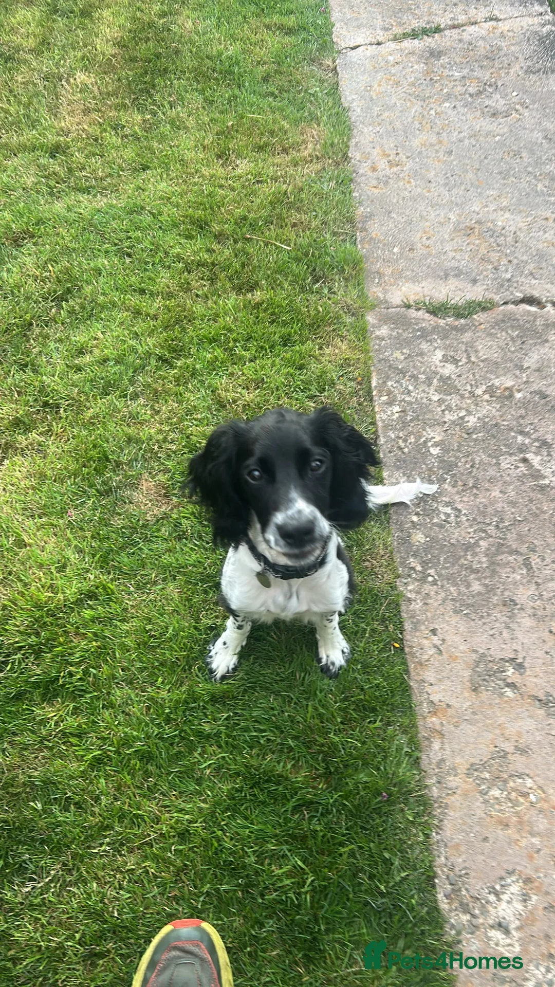 English Springer Spaniel dogs for sale: English Springer Spaniel  in Llanidloes - Advert 2