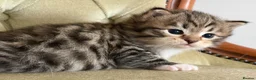 Siberian cats for sale: Classic Siberian GCCF Paris - Advert 1