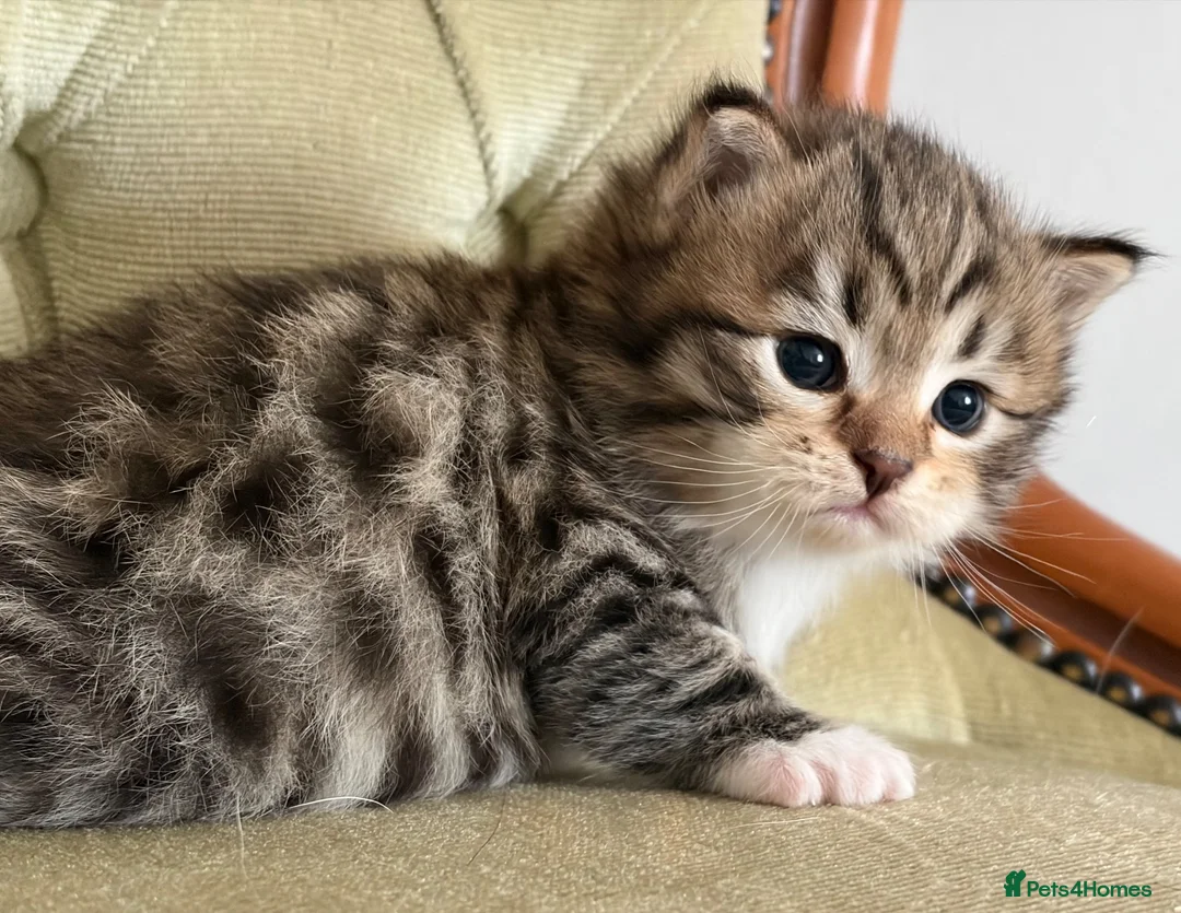 Siberian cats for sale: Classic Siberian GCCF Paris - Advert 1