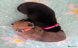 Huskita dogs for sale: Gorgeous Huskita Puppies  - Image 9