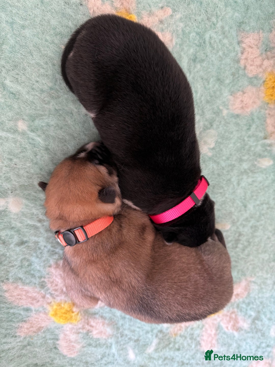 Huskita dogs for sale: Gorgeous Huskita Puppies  - Image 9