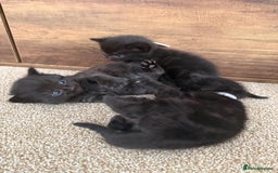 Mixed Breed cats for sale: 5 beautiful, playful kittens for sale  - Image 18