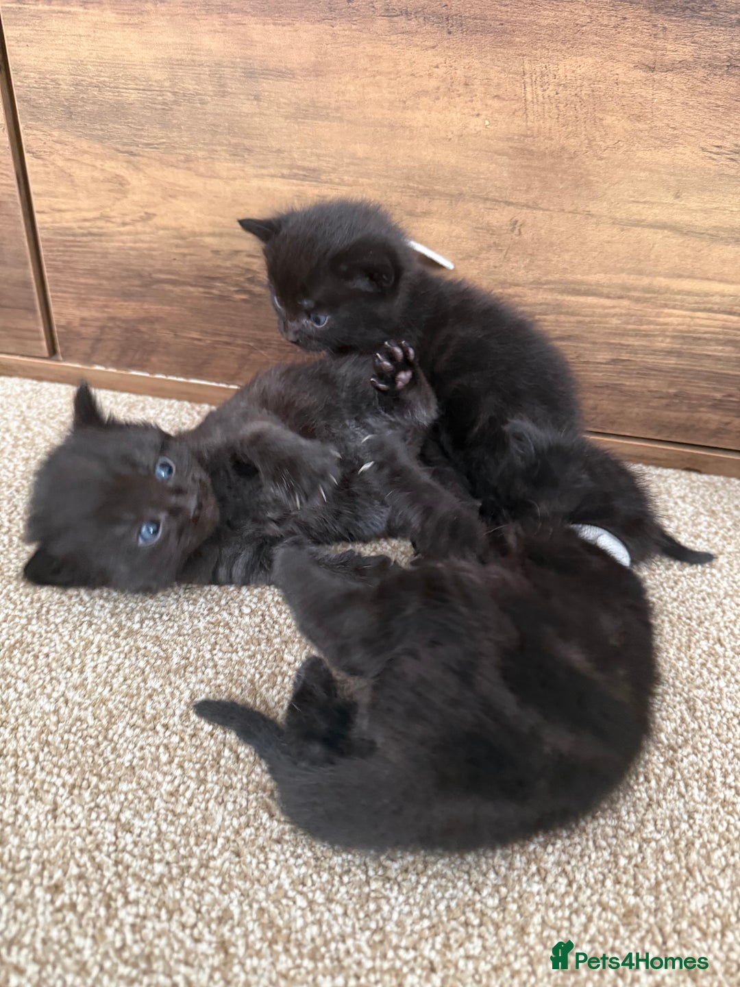 Mixed Breed cats for sale: 5 beautiful, playful kittens for sale  - Image 18