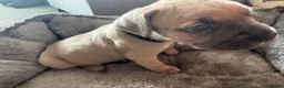 Cane Corso dogs for sale: Cane corso  - Advert 3