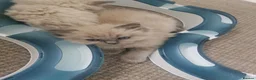 Ragdoll cats for sale: Traditional & Cherubim Ragdoll Kittens -  TICA - Advert 13