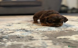 Cocker Spaniel dogs for sale: Cocker spaniel puppies  - Image 13