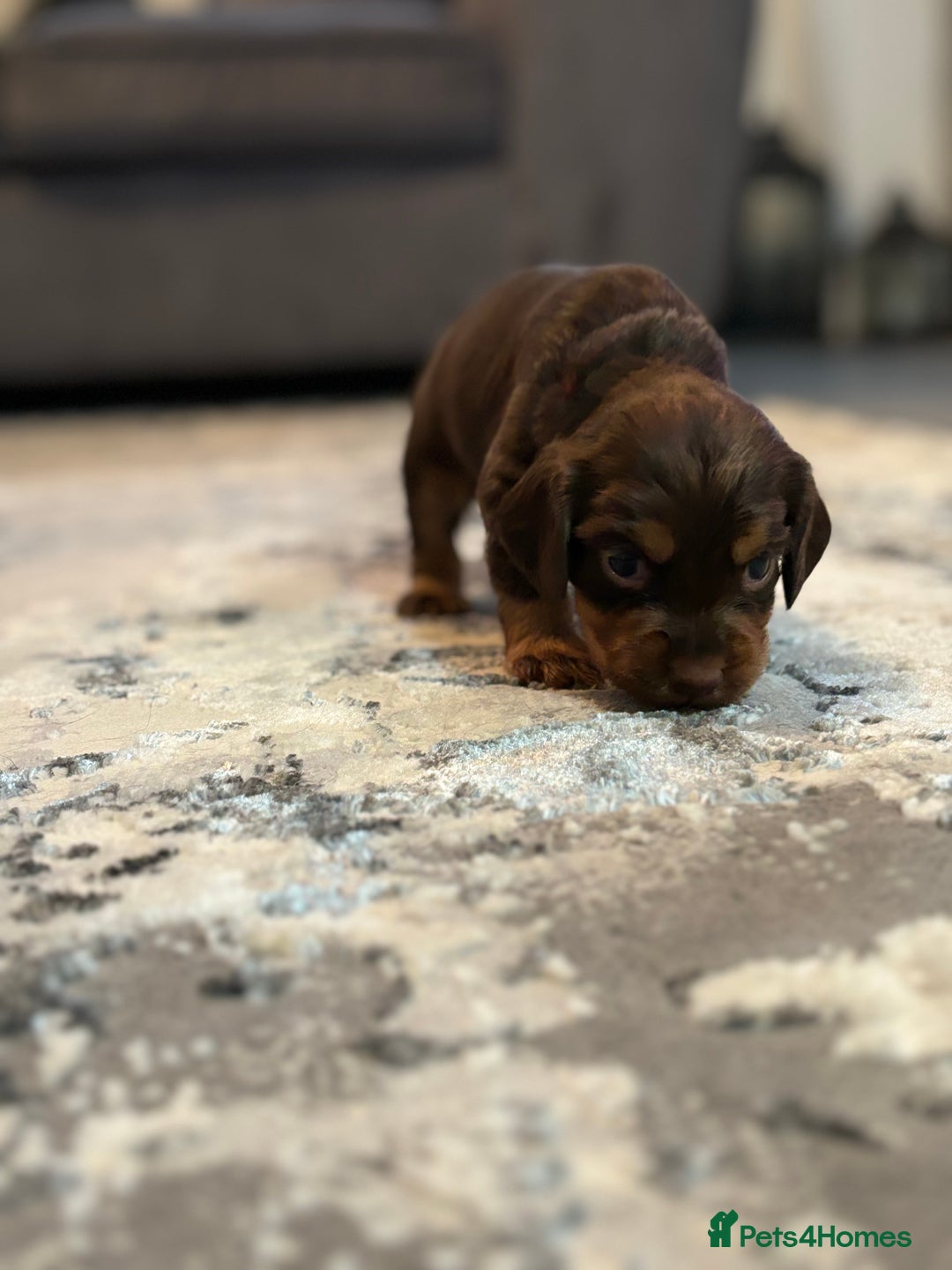 Cocker Spaniel dogs for sale: Cocker spaniel puppies  - Image 13