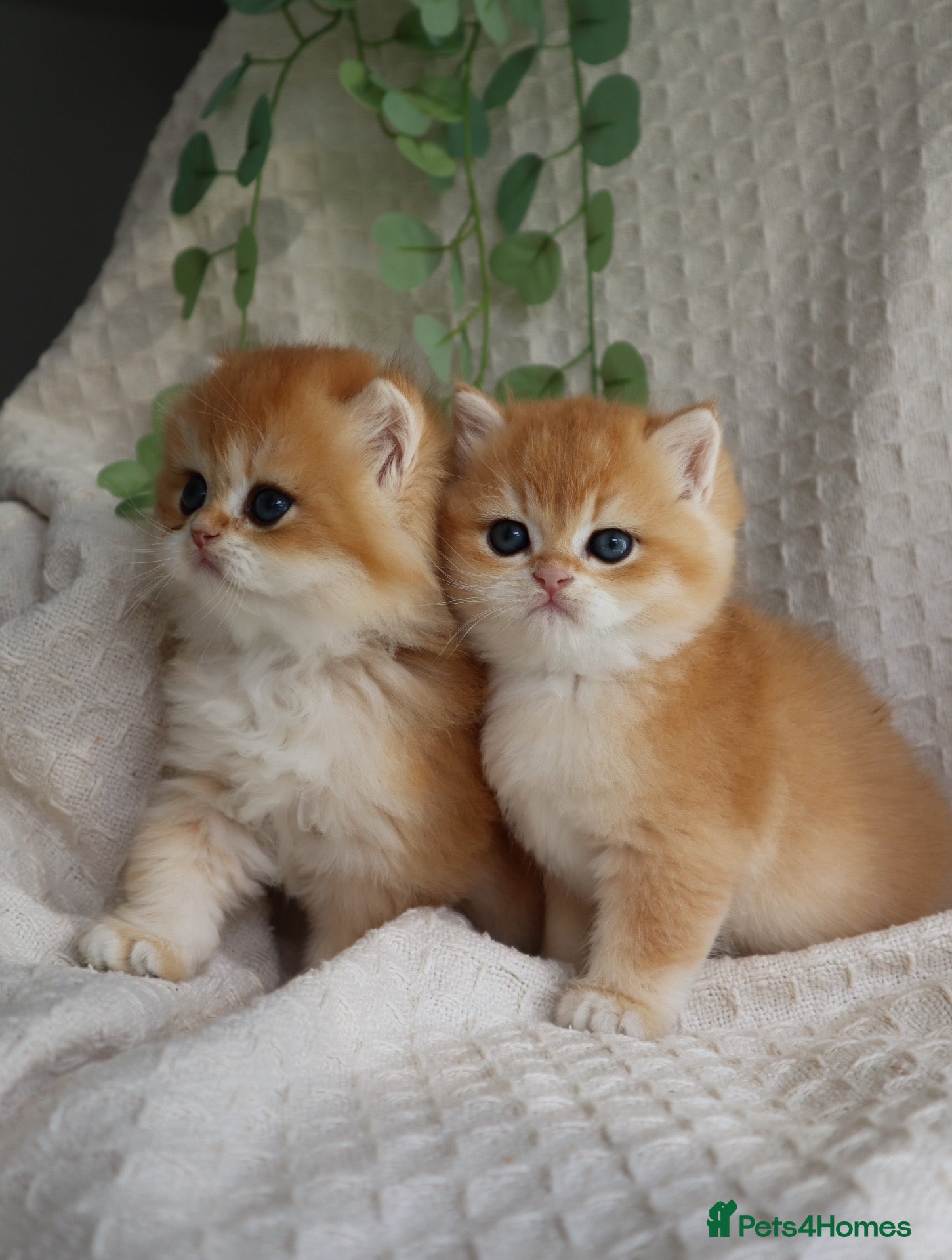 British Shorthair cats Golden NY11 Boys Champion & Tested Lines 🧸 - Advert 2