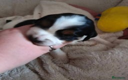 Mixed Breed dogs for sale: Male Cocker Bassett x Shichon tri colour puppy - Advert 3