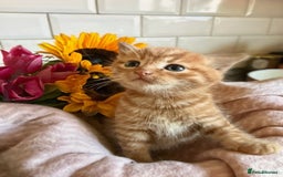 Mixed Breed cats for sale: Adorable Kittens Looking for Loving Homes  - Image 1