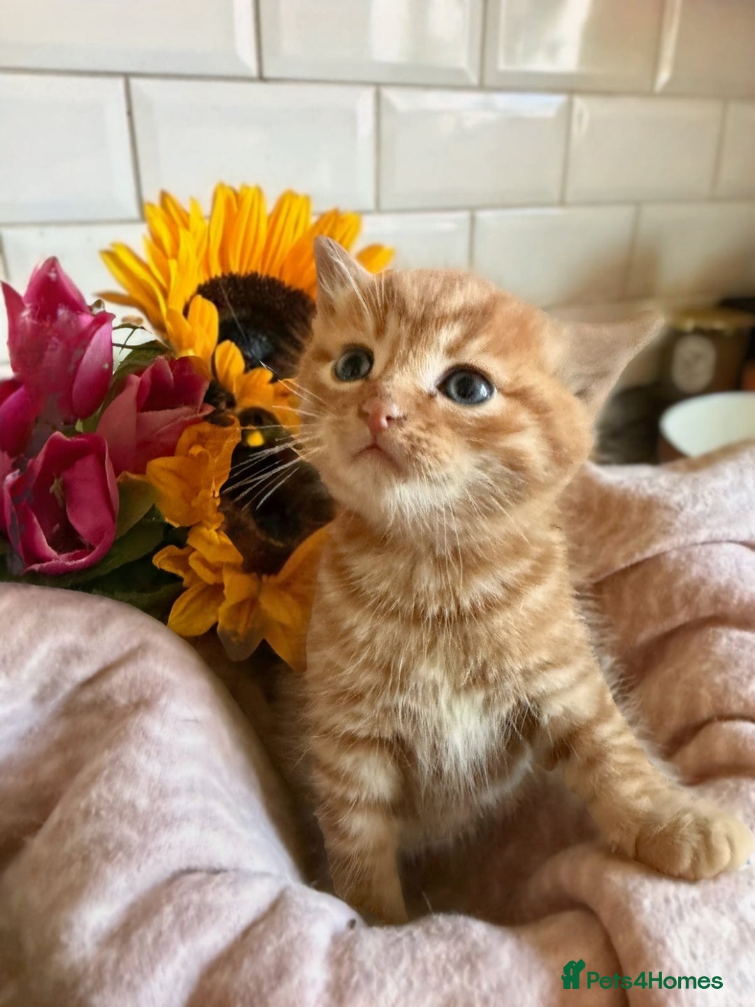 Mixed Breed cats for sale: Adorable Kittens Looking for Loving Homes  - Image 1