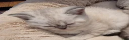 Scottish Fold cats for sale: Scottish Straight and Scottish Fold  - Advert 8