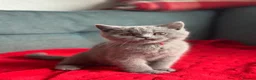 British Shorthair cats for sale: British shorthair - ready now  - Advert 7