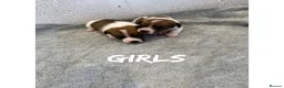 Jack Russell dogs for sale: Jack Russell puppies  - Advert 5