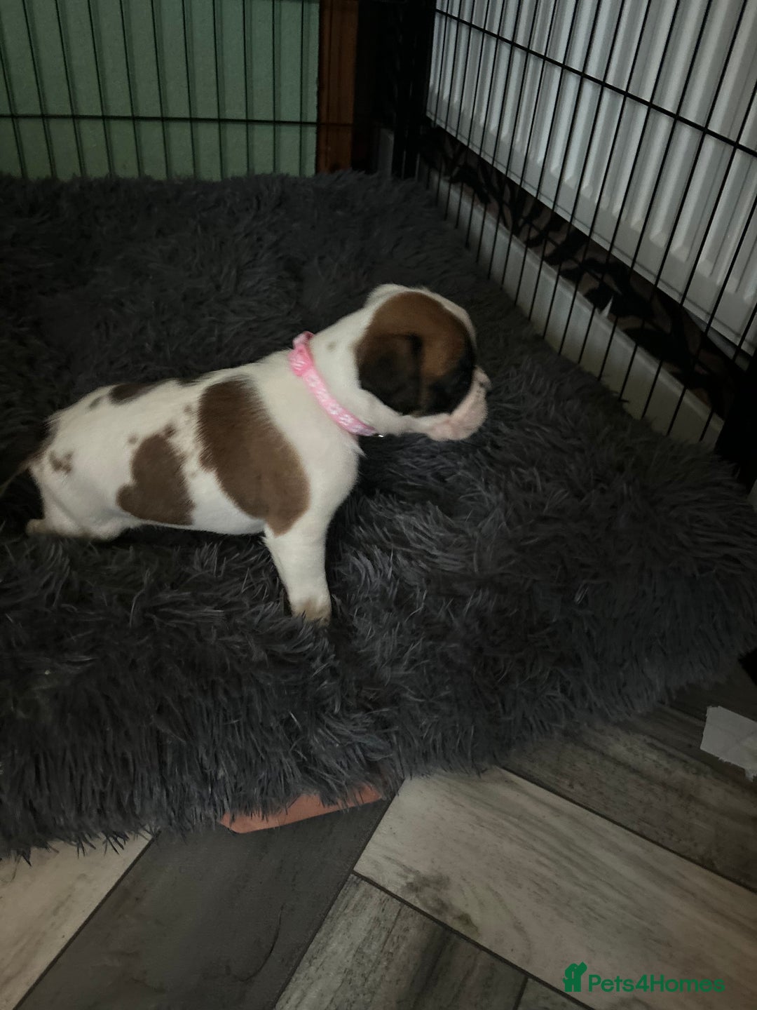 Boxer dogs for sale: Boxer puppies 5 bitches 1 boy  - Advert 19