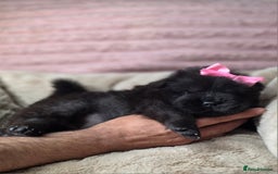 Chow Chow dogs for sale: Last Puppy – Rare Blue Chow Chow Girl🐾 - Image 23