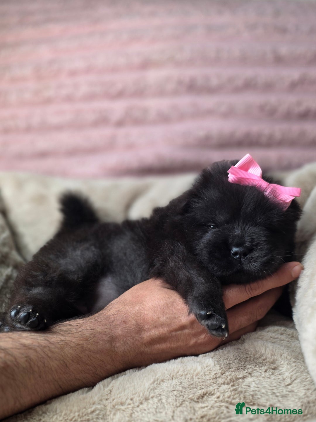 Chow Chow dogs for sale: Last Puppy – Rare Blue Chow Chow Girl🐾 - Image 23