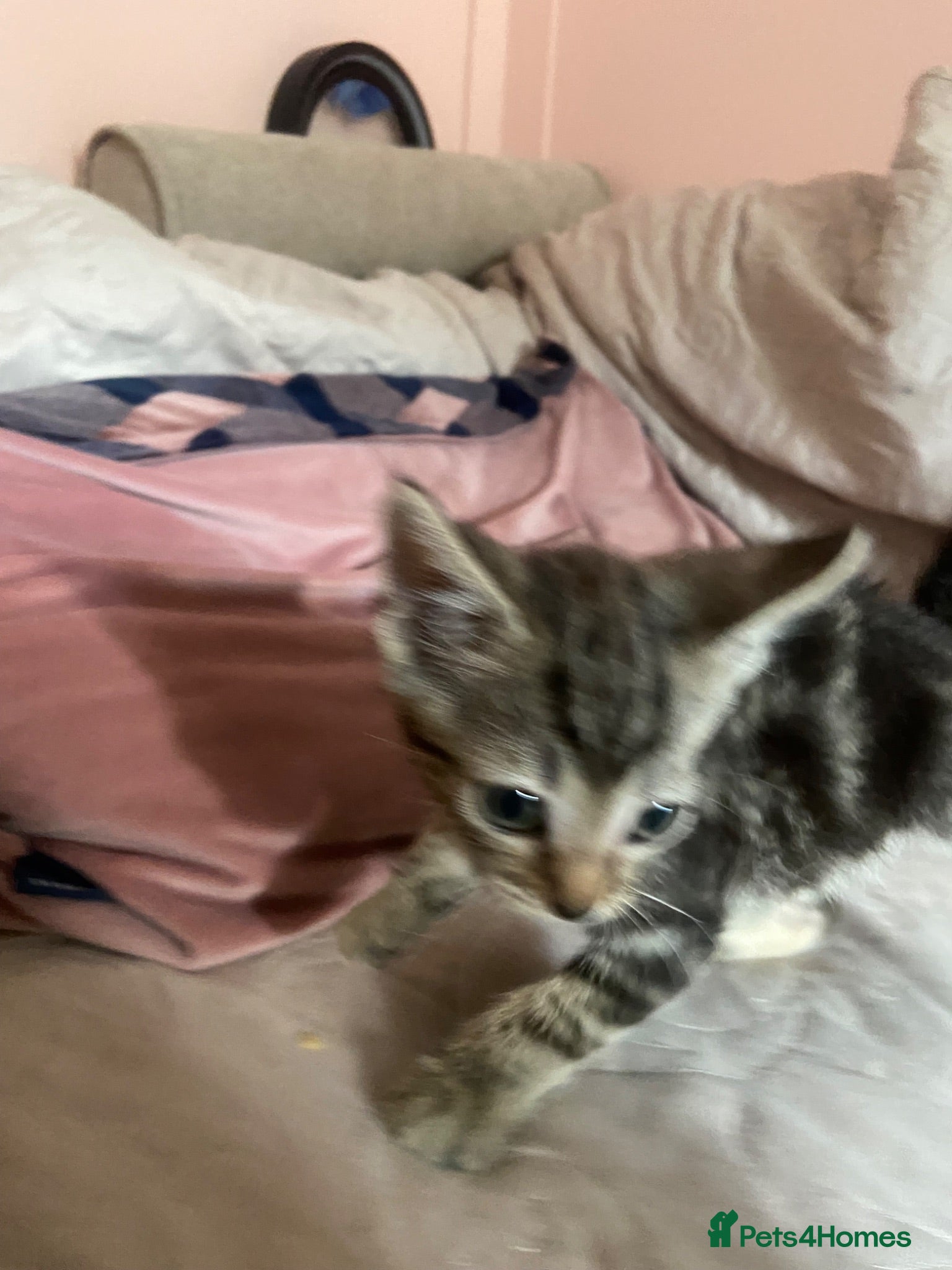 Ragdoll cats Beautiful kittens ready now 8weeks £50 - Advert 2