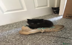 Domestic Shorthair cats for sale: Beautiful black kittens - Image 7
