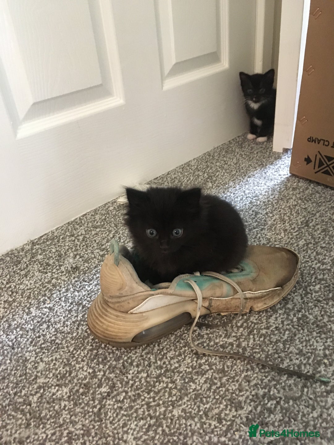 Domestic Shorthair cats for sale: Beautiful black kittens - Image 7