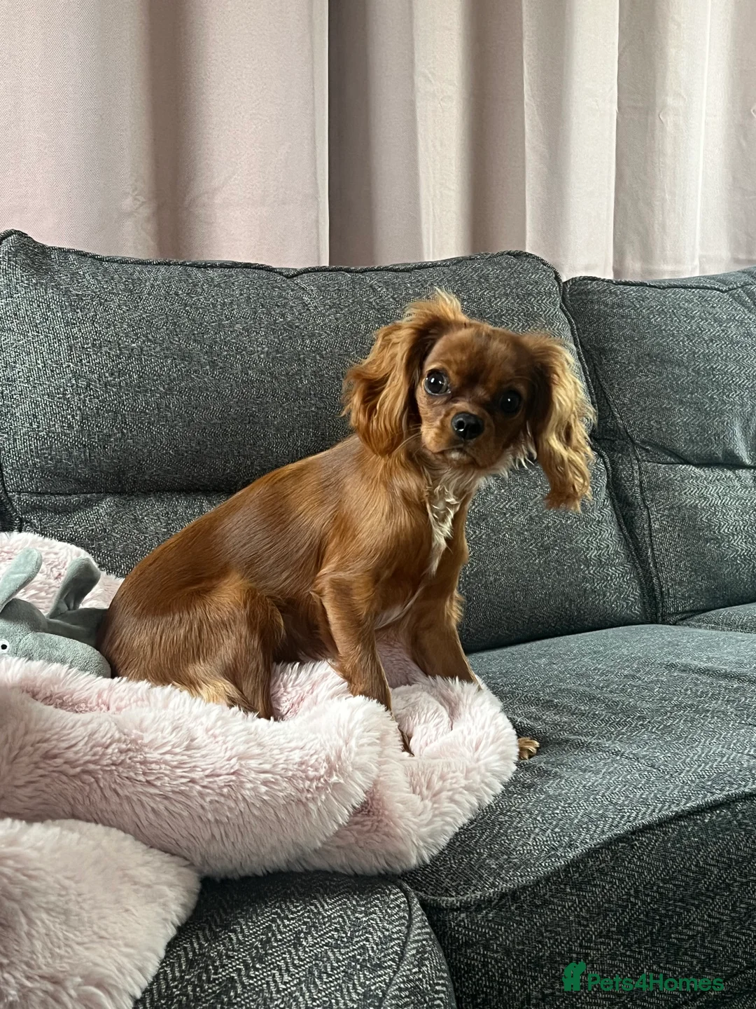 Cavalier King Charles Spaniel dogs for sale: 1-Year-Old Cavalier King Charles Spaniel – Coco in Ashford - Advert 9