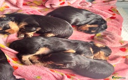 Yorkshire Terrier dogs for sale: 6 adorable puppies  - Image 9