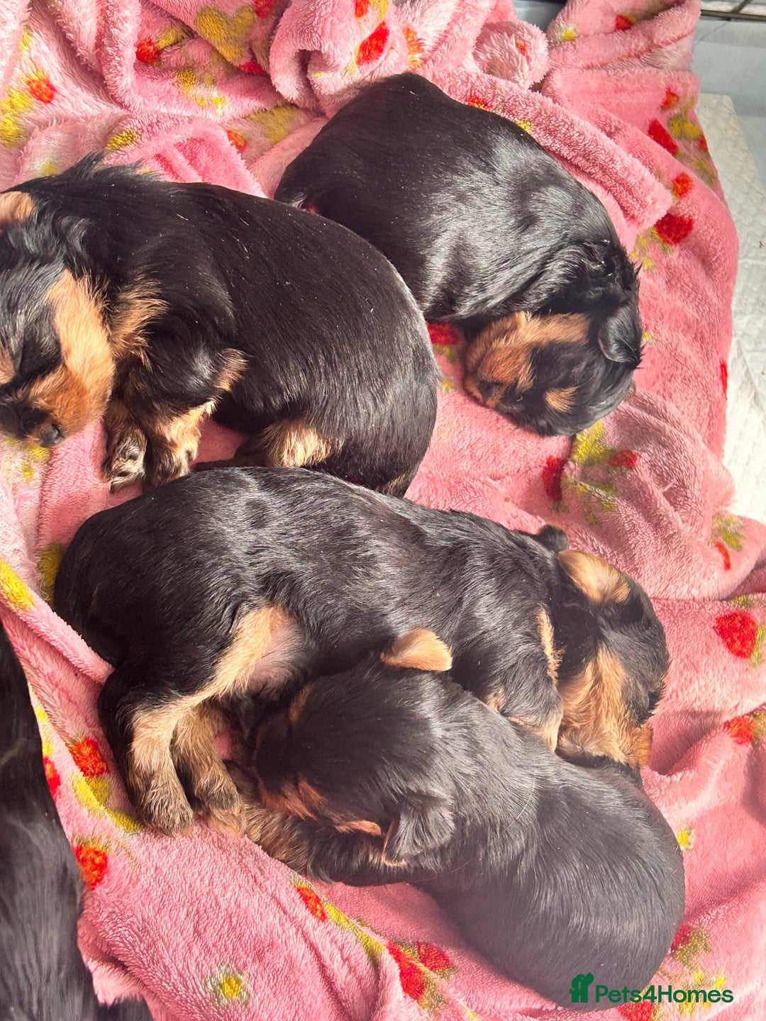 Yorkshire Terrier dogs for sale: 6 adorable puppies  - Image 9